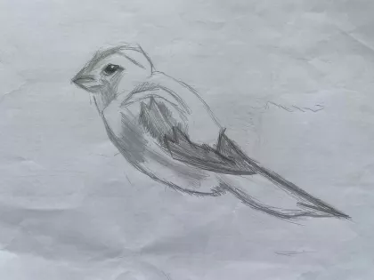 Bird by Auralia - Age 11