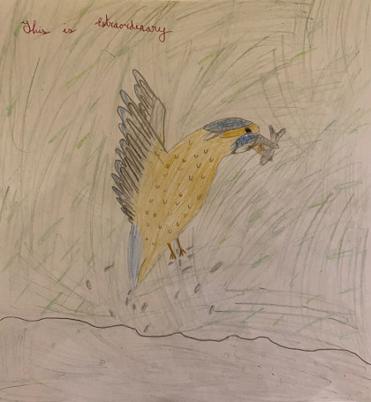The Kingfisher by Emily - Age 9