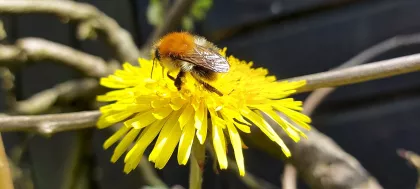 Bee Happy by Grace - Age 15
