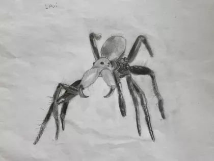 Funnel Web Spider by Levi - Age 11